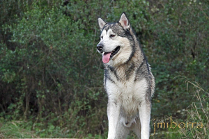Ein Wolf vorne mit Bäumen und Pflanzen im Hintergrund und Text in der rechten unteren Ecke.