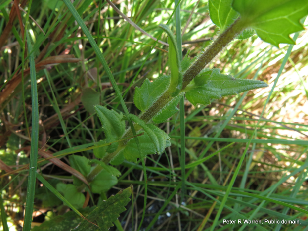 Ein Nahaufnahme eines amerikanischen Kerbelgewächses mit leuchtend grünen Blättern umgeben von saftigem grünen Gras.