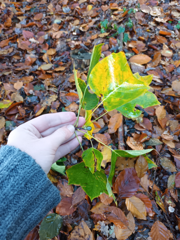 Eine Person hält eine kleine Giftesche-Pflanze mit dunklen grünen Blättern und einem gelb-orangen Ton, umgeben von trockenen Blättern auf dem Boden.
