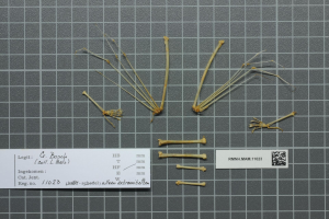 Ein Nahaufnahme eines Papiers mit Katzenknochen, Text und einem Barcode.