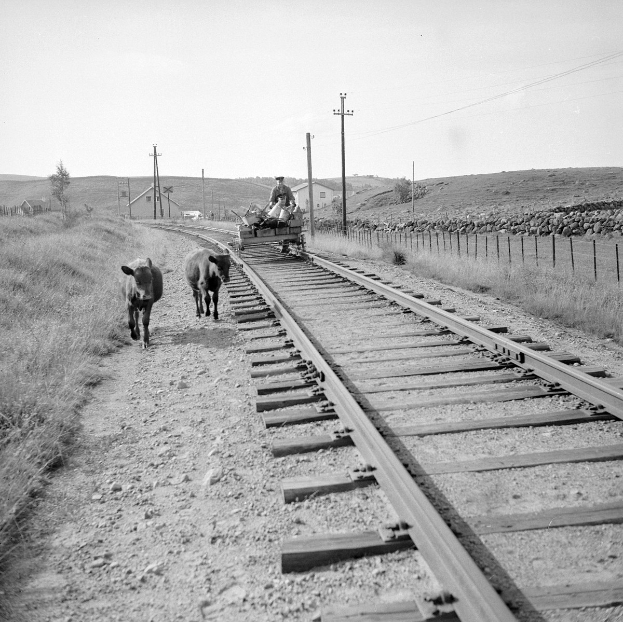 Zwei schwarz-weiße Kühe auf Eisenbahnschienen mit einer Person auf einem Fahrzeug im Vordergrund, Gras und ein Zaun auf beiden Seiten der Schienen und Häuser, Bäume, Pfosten und den Himmel im Hintergrund.
