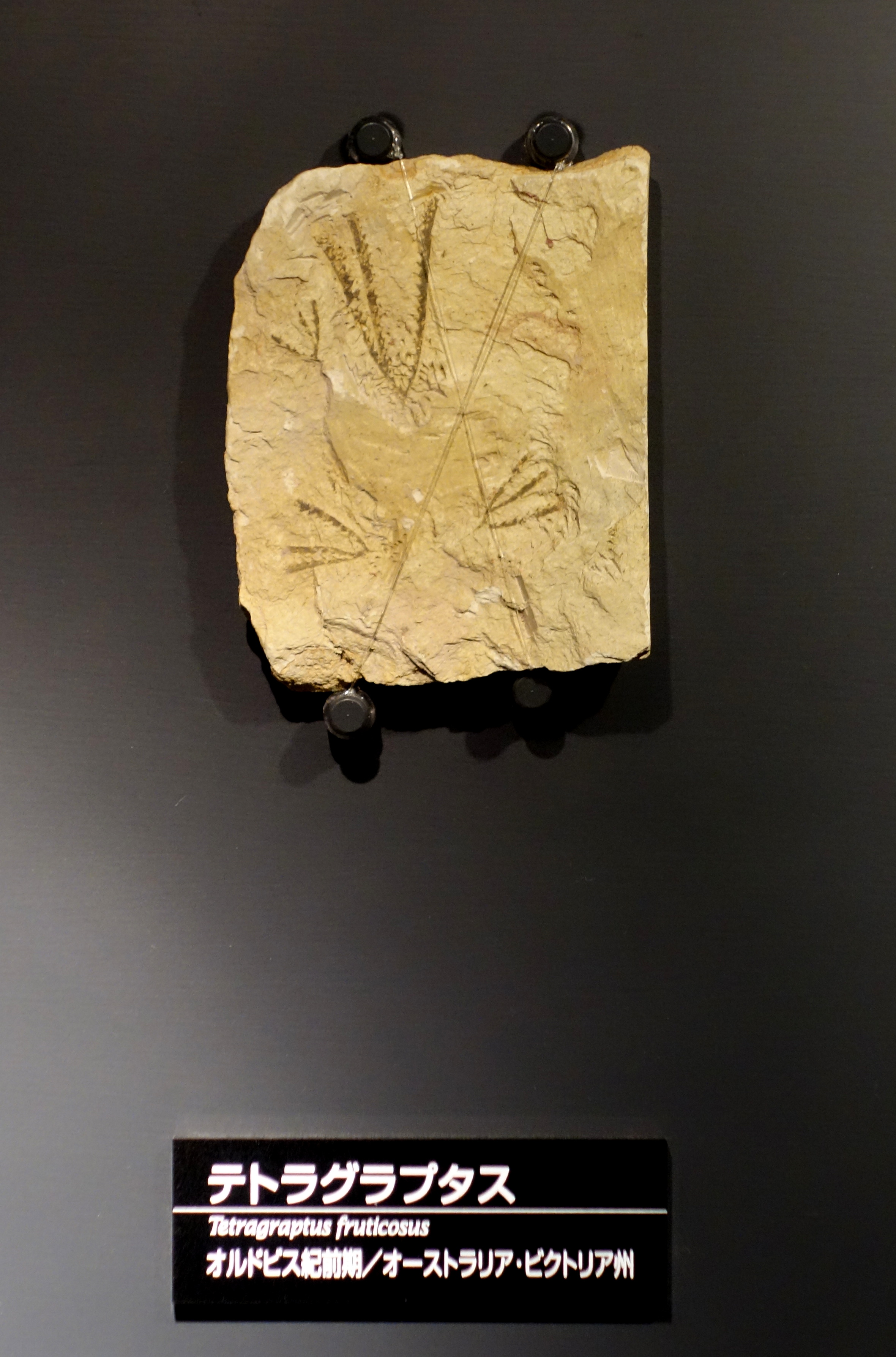 Ein Stück Papier in einem Museum ausgestellt, das detaillierte Entwürfe und Muster enthält, mit Text unten.