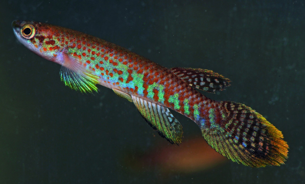 Ein buntes Killifisch mit einer Mischung aus rot, blau, grün und gelben Farben, das in Wasser schwimmt.