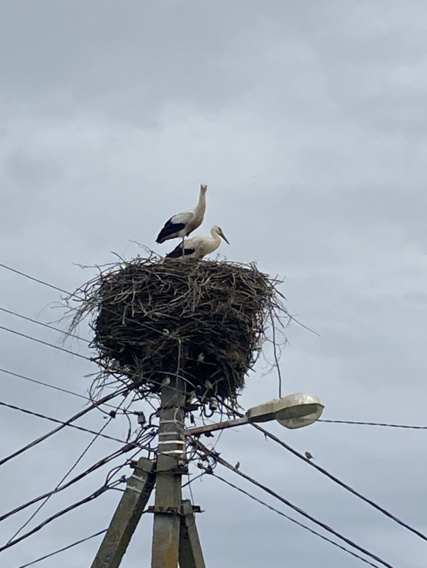 Zwei Weißstörche auf einem Nest auf einer Strommast, mit einer Straßenlaterne, die die Szene beleuchtet und Drähte, die an der Mast entlanglaufen.