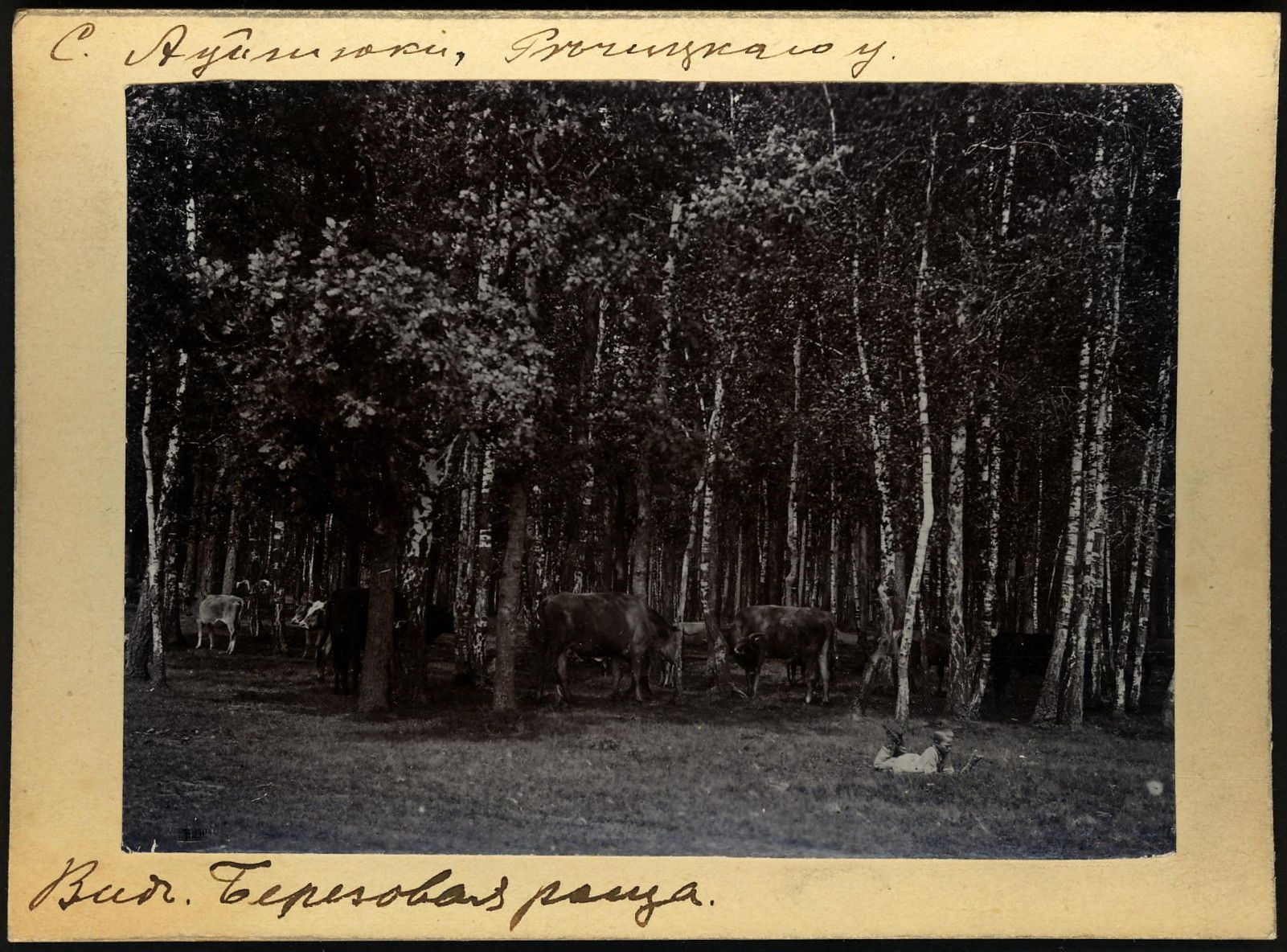 Schwarzes und weißes Foto einer Herde Kühe auf einer bewaldeten Fläche mit Bäumen und Text unten.