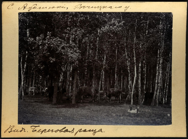 Schwarzes und weißes Foto einer Herde Kühe auf einer bewaldeten Fläche mit Bäumen und Text unten.