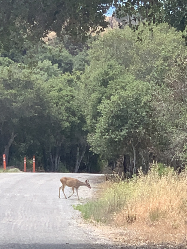 Ein Hirsch, der eine Straße in einem bewaldeten Gebiet mit hohen Bäumen, grünem Gras, sichtbarem Himmel und Strommasten entlang der Straße überquert.