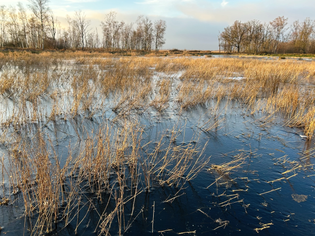 Ein Sumpfgebiet mit Schilf im Vordergrund, B"aume im Hintergrund, ruhiges Wasser und ein bew"olkter Himmel, mit Text am unteren Bildrand.