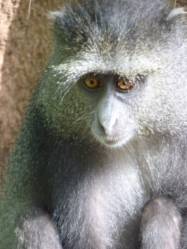 Ein Vervet-Äffchen mit grauer Fellfarbe und einem weißen Gesicht sitzt auf einem Felsen, die Hände verschränkt, und blickt aufmerksam in die Ferne mit einer Wand im Hintergrund.