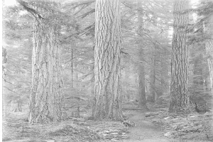 Schwarzes und weißes Foto eines Pfades, der durch einen Wald aus hohen Rotbuchen führt, mit einem geparkten Fahrrad auf dem Weg.