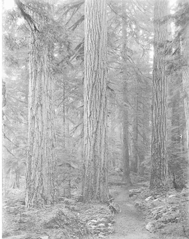 Schwarzes und weißes Foto eines Pfades, der durch einen Wald aus hohen Rotbuchen führt, mit einem geparkten Fahrrad auf dem Weg.