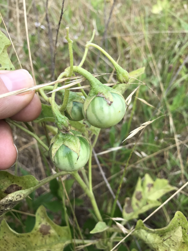 Eine Hand, die einen Bund grüner, mit Mehltau infizierter Tomaten hält, mit Pflanzen und Gras im Hintergrund.