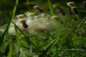 Ein grasbewachsenes Feld mit verschiedenen Pflanzen unter einem klaren Himmel, möglicherweise auf einem Bauernhof während des Tages.