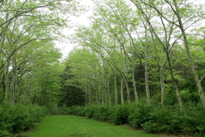 Grünland umgibt das Gebiet mit Grasland am unteren Bildrand.