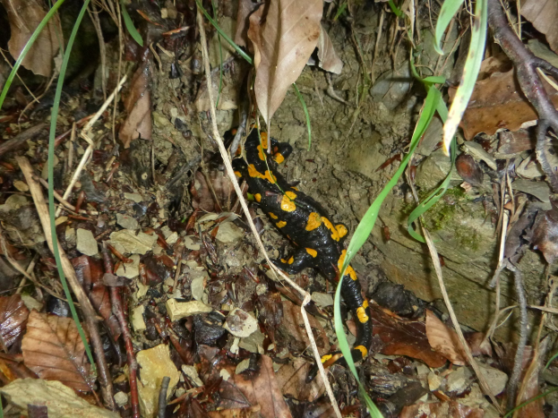 Europäischer Feuersalamander auf dem Waldboden zwischen trockenen Blättern und Zweigen.