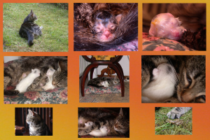 Ein Collage mit verschiedenen Tieren.