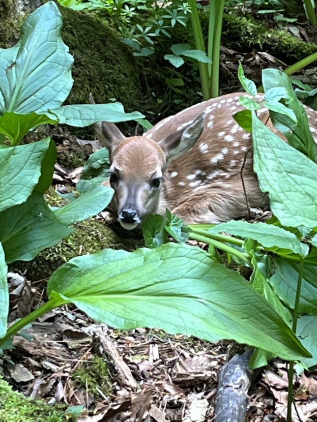 Ein Rehbock, der auf dem Waldboden liegt, umgeben von grünen Pflanzen und trockenen Blättern.