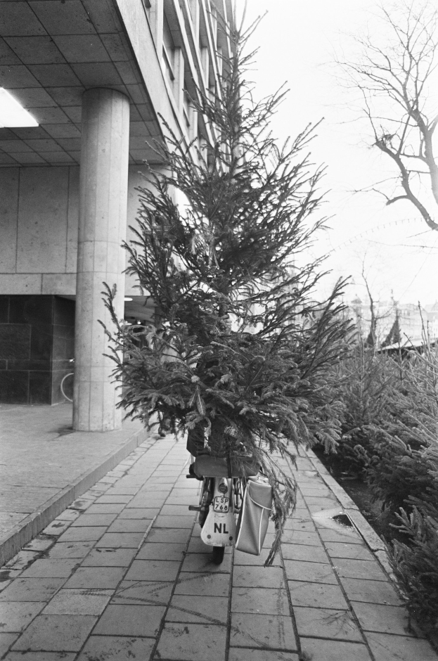 Ein Schwarz-Weiß-Foto eines Fahrrads mit einem Weihnachtsbaum auf dem Rücken, das vor einem Gebäude mit Säulen und Deckenbeleuchtung geparkt ist, mit Pflanzen und Bäumen rechts und Gebäuden und Himmel im Hintergrund.