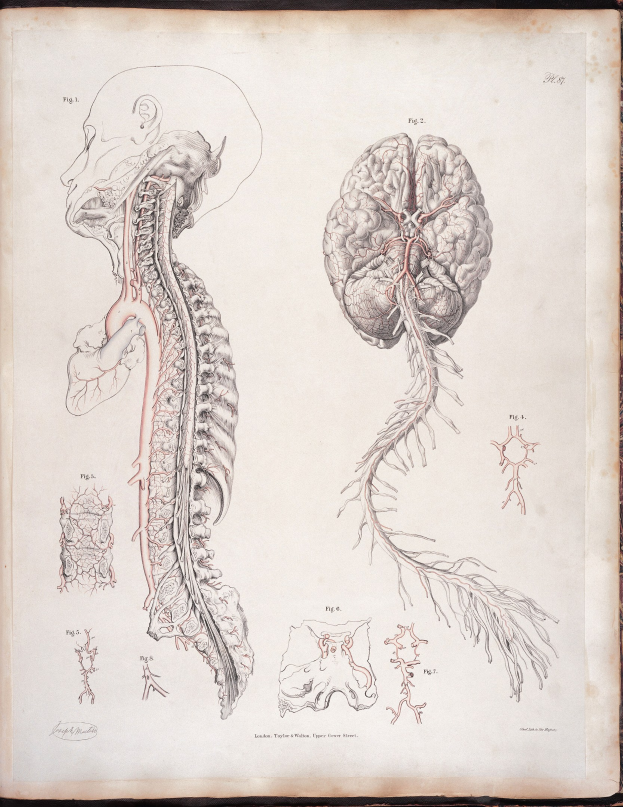 Ein offenes altes Buch mit einer detaillierten anatomischen Zeichnung des menschlichen Gehirns und der Wirbelsäule, einschließlich ausstrahlender Nerven und Arterien, vor klassischem Text.